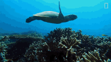 swimming world turtle day nat geo wild under the sea just keep swimming swimming world turtle day nat geo wild under the sea just keep swimming
