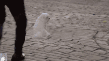 Chogie Spags GIF - Chogie Spags Ugly White Dog GIFs