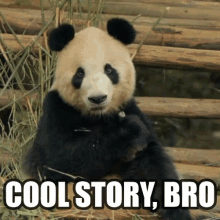 Panda GIF - Cool Story Bro Panda GIFs