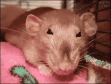 Curses Rat GIF - Curses Rat Sniffing GIFs