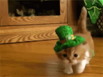 Kitten St Patricks Day GIF - Kitten St Patricks Day - Discover & Share GIFs