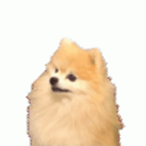 Dogs GIF - Dogs Bark - Discover & GIFs