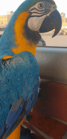 Macaw Bird GIF - Macaw Bird Colorful GIFs