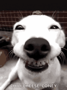 Funny Dogs Cute GIF - Funny Dogs Cute Smile GIFs