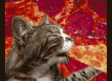 Cats Get Hungry Too GIF - Cat Hungry Eating GIFs