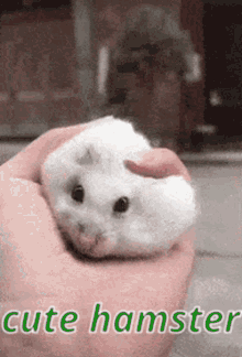 Cute Hamster Squish GIF - Cute Hamster Squish Cute GIFs
