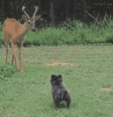 Deer Dog GIF - Deer Dog Running Away GIFs