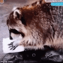 Raccoon Disappear GIF - Raccoon Disappear Trying To Save My Salary GIFs