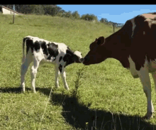 Cows Love GIF - Cows Cow Love GIFs