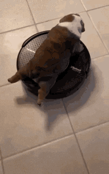 Dog Cute GIF - Dog Cute Roomba GIFs