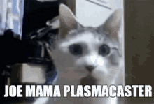joe mama plasmacaster cat cute kitten