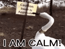 Calm Swan GIF - Calm Swan Aggressive GIFs