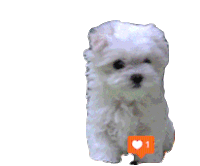 Puppy Ig Likes Sticker - Puppy Ig Likes Barking Stickers