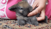 Nibble Scratch GIF - Nibble Scratch Tickle GIFs