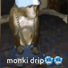 Monki Monkey GIF - Monki Monkey Monkeys GIFs