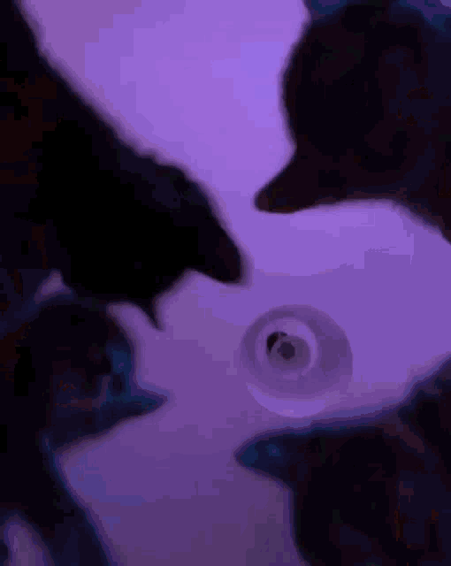 Cats Vibe Party GIF - Cats Vibe Cats Party GIFs