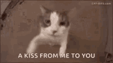 Kitten Hugs GIF - Kitten Hugs Kisses GIFs