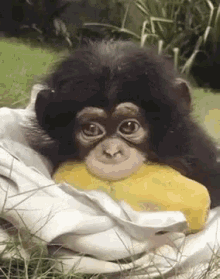 monkey scimmia cucciolo cute eat