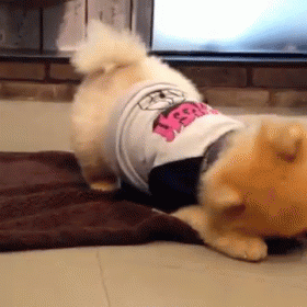 burrito-jiff.gif