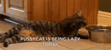 Funny Animals Lazy Cat GIF - Funny Animals Lazy Cat Water GIFs