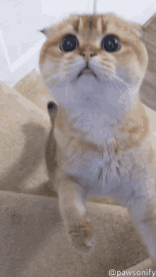 Scottish Fold Attack GIF - Scottish Fold Attack Cat GIFs