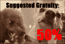 snarl s uggested gratuity dog grumpy angry