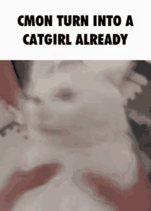 Catgirl By Some Guy Ate Sandwiches GIF - Catgirl By Some Guy Ate Sandwiches GIFs