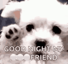 Goodnight Goodnight My Friend GIF - Goodnight Goodnight My Friend Dog GIFs