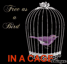Bird Cage Caged Bird GIF - Bird Cage Caged Bird Free As A Bird In A Cage GIFs