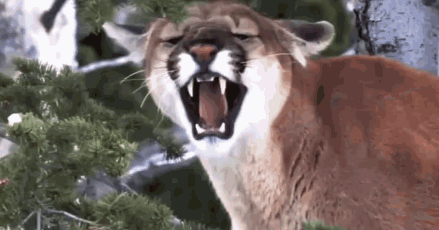 cougar-is.gif