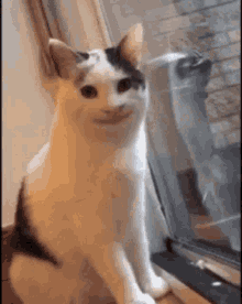 Cat Cute GIF - Cat Cute Smile GIFs