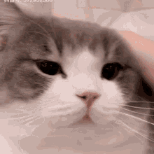 Dimden Cat GIF - Dimden Cat Mr Potato GIFs