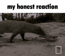 Mongoose Snake GIF - Mongoose Snake My Honest Reaction GIFs
