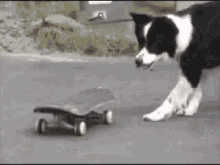 Pup Skating GIF - Pup Skating Dog GIFs