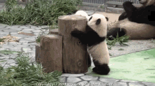 panda struggle babies climb log