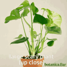 Large Scary Plant Up Close GIF - Large Scary Plant Up Close GIFs