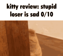 kitty review stupid funny cat