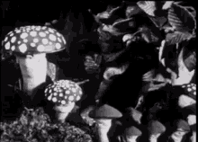 Mushroom Psychedelia GIF - Mushroom Psychedelia GIFs