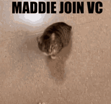 Maddie Join Vc GIF - Maddie Join Vc Maddie Join Vc GIFs