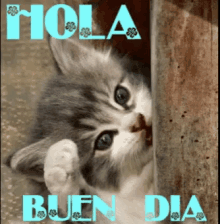 Hola Buen Dia Cat GIF - Hola Buen Dia Cat Kitten GIFs