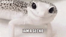 Kek Kecko GIF - Kek Kecko Gecko GIFs