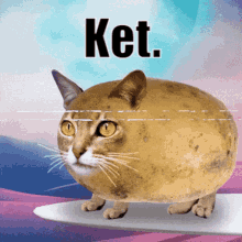 Ketawa Notalich GIF - Ketawa Notalich Cat Potato GIFs