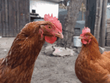 Say What Hen GIF - Say What What Hen GIFs