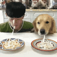 Dog Noodles GIF - Dog Noodles Race GIFs