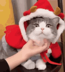 Tudou Dimden GIF - Tudou Dimden Christmas Cat GIFs
