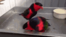 Birds Parrot GIF - Birds Parrot Jump GIFs