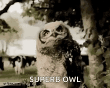 Owl Superb Owl GIF - Owl Superb Owl Moving Head GIFs