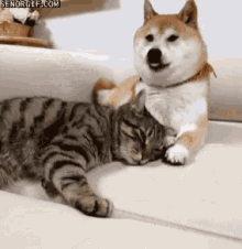 Dogs Cat GIF - Dogs Cat Love GIFs