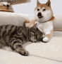 dogs-cat.gif