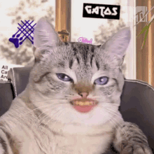 Cat Mtv Miaw GIF - Cat Mtv Miaw Cat Show GIFs